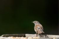 Dunnock sitting on a bird table keeping an eye out